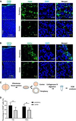 Vibratome sectioning of tumors to evaluate the interactions between nanoparticles and the tumor microenvironment ex-vivo